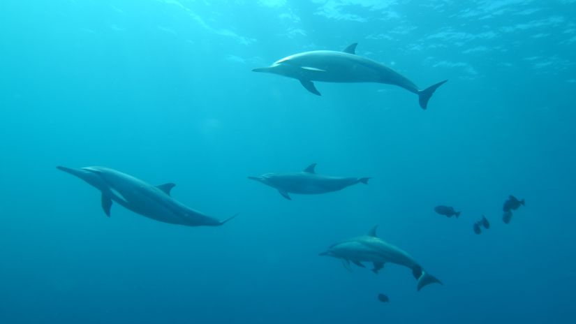 a school of grey dolphins under water