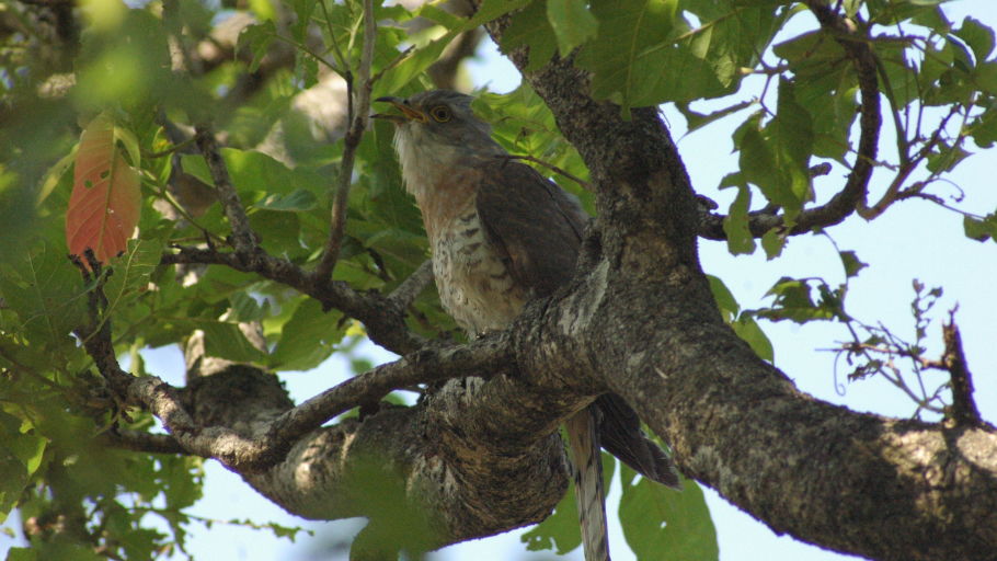 Bird-watching at Wild Brook Retreat, Rajaji National Park