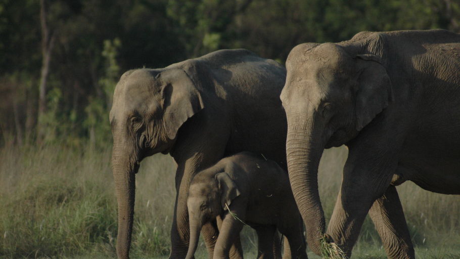  Jungle Safari adventure at Wild Brook Retreat, Rajaji National Park