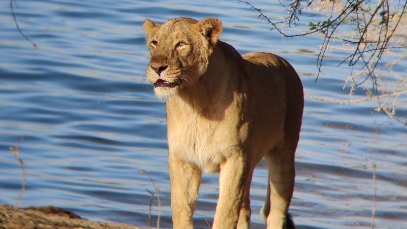 image of a lion