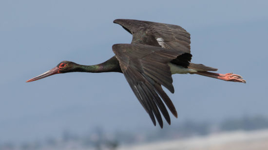 Pawalgarh Conservation Reserve near Corbett Wild Iris Spa Resort