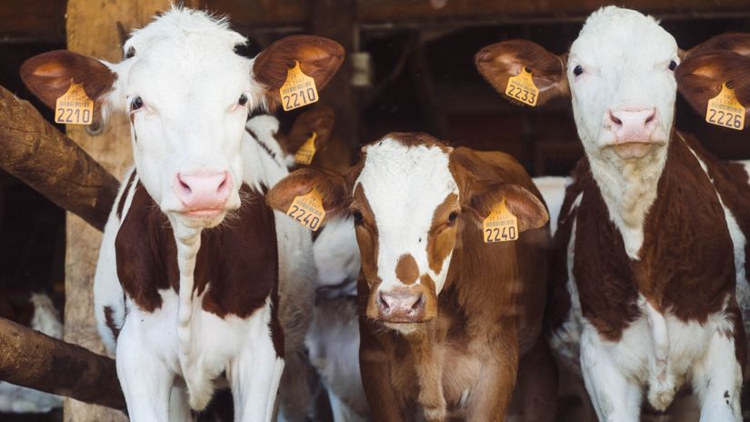 three calfs with their ears marked looking into the camera 