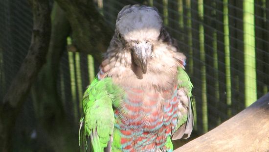 HAWK HEADED PARROT