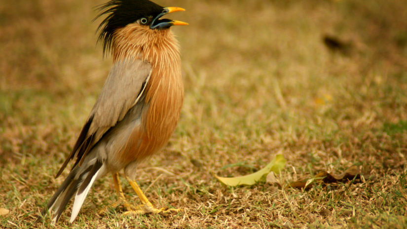 A brahmini starling bird standing on the ground and looking into the distance - Chunda Shikar Oudi, Udaipur
