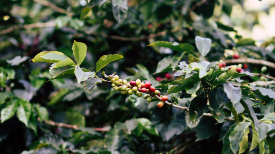 Image of a coffee plant with red coloured fruits