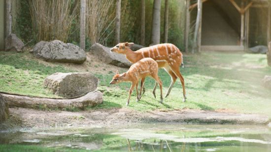 two deers in a forest