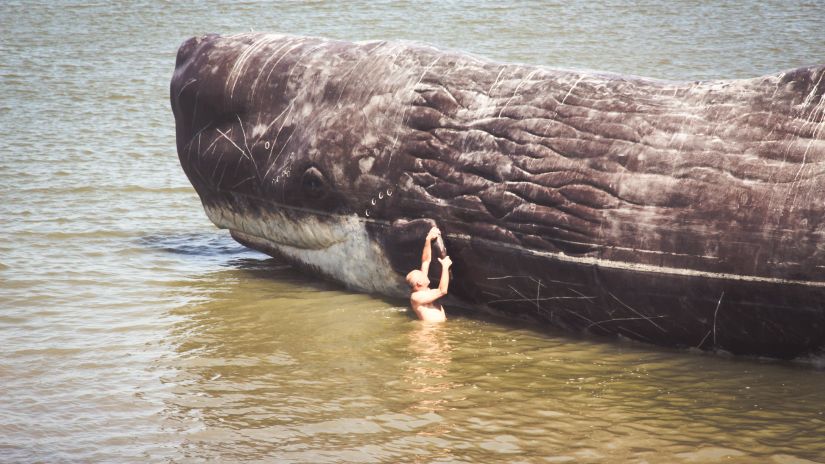 Person holding on to the fin of a Sperm Whale