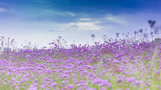 a field of purple flowers