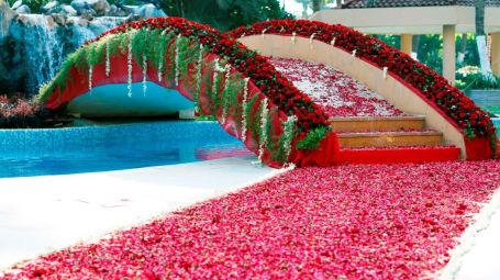 a flower carpet by the pool 2
