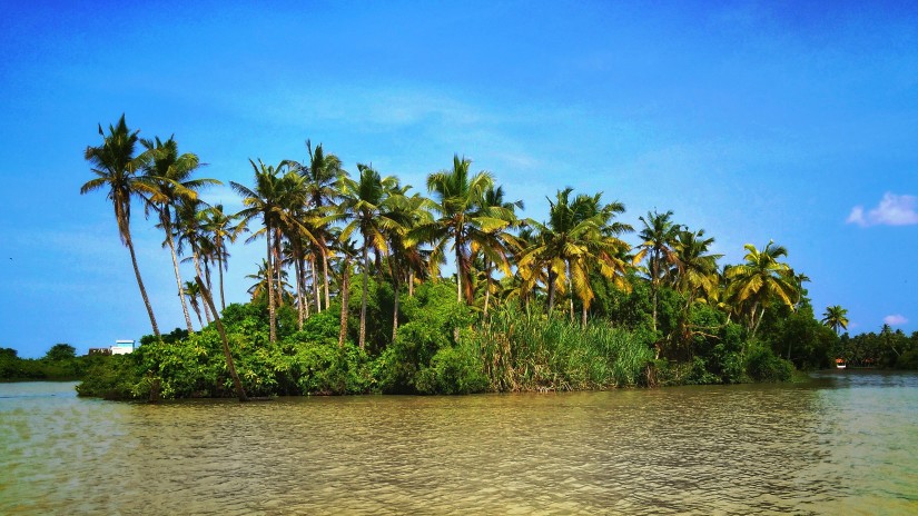 coconut trees on an island