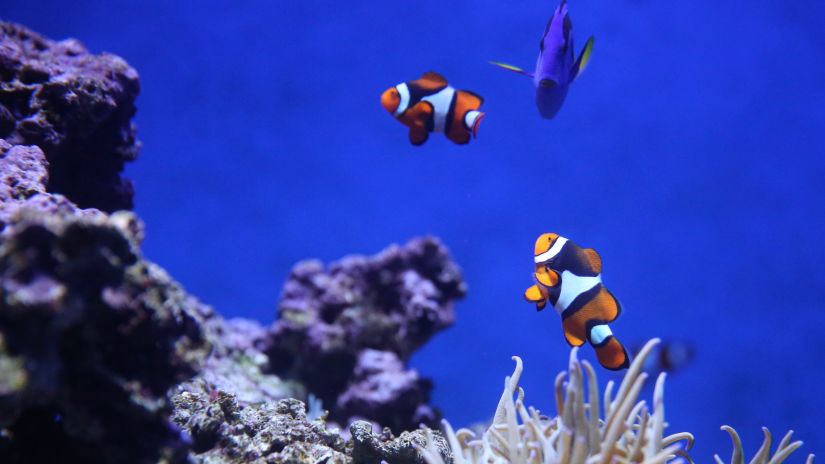 an underwater view of two fish with orange and white skin swimming around corals