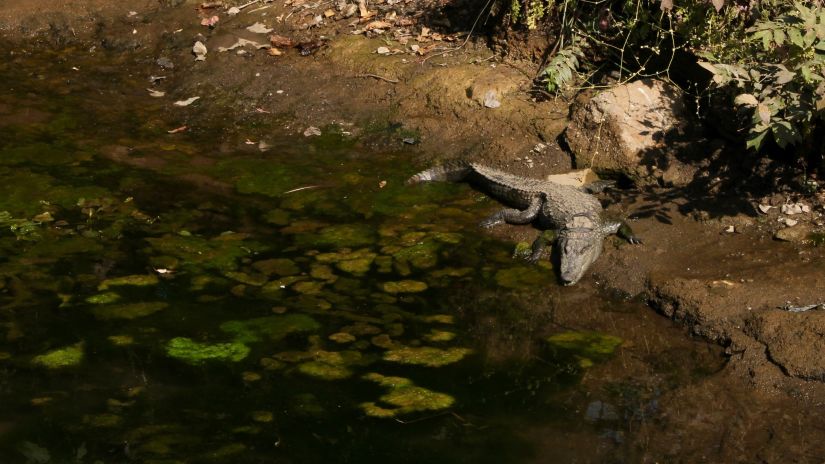 image of a lake and a alligator