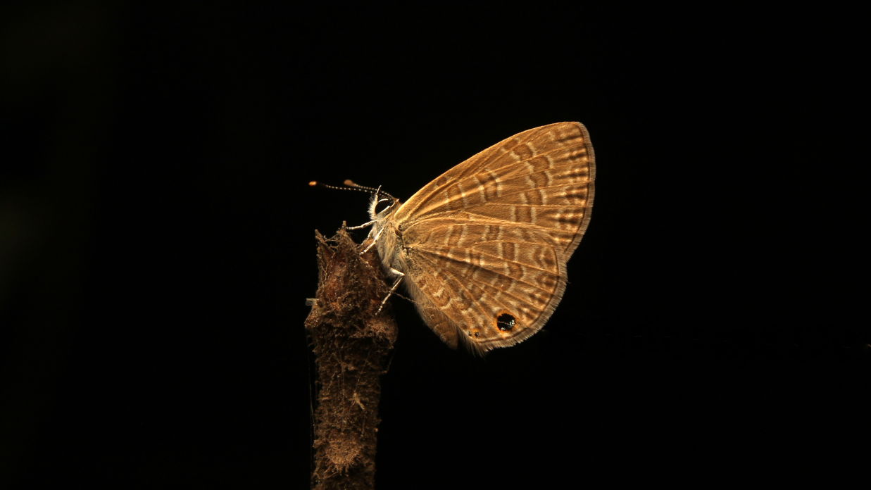 Yellow Butterfly of the  Tailless Lineblue Species