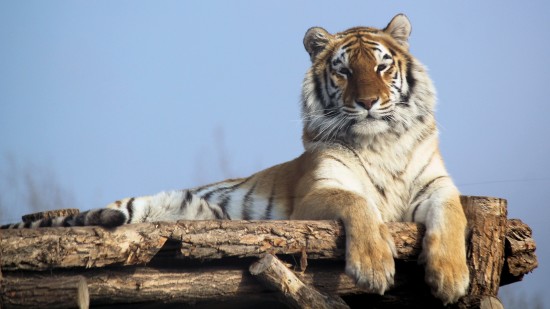 a tiger resting 