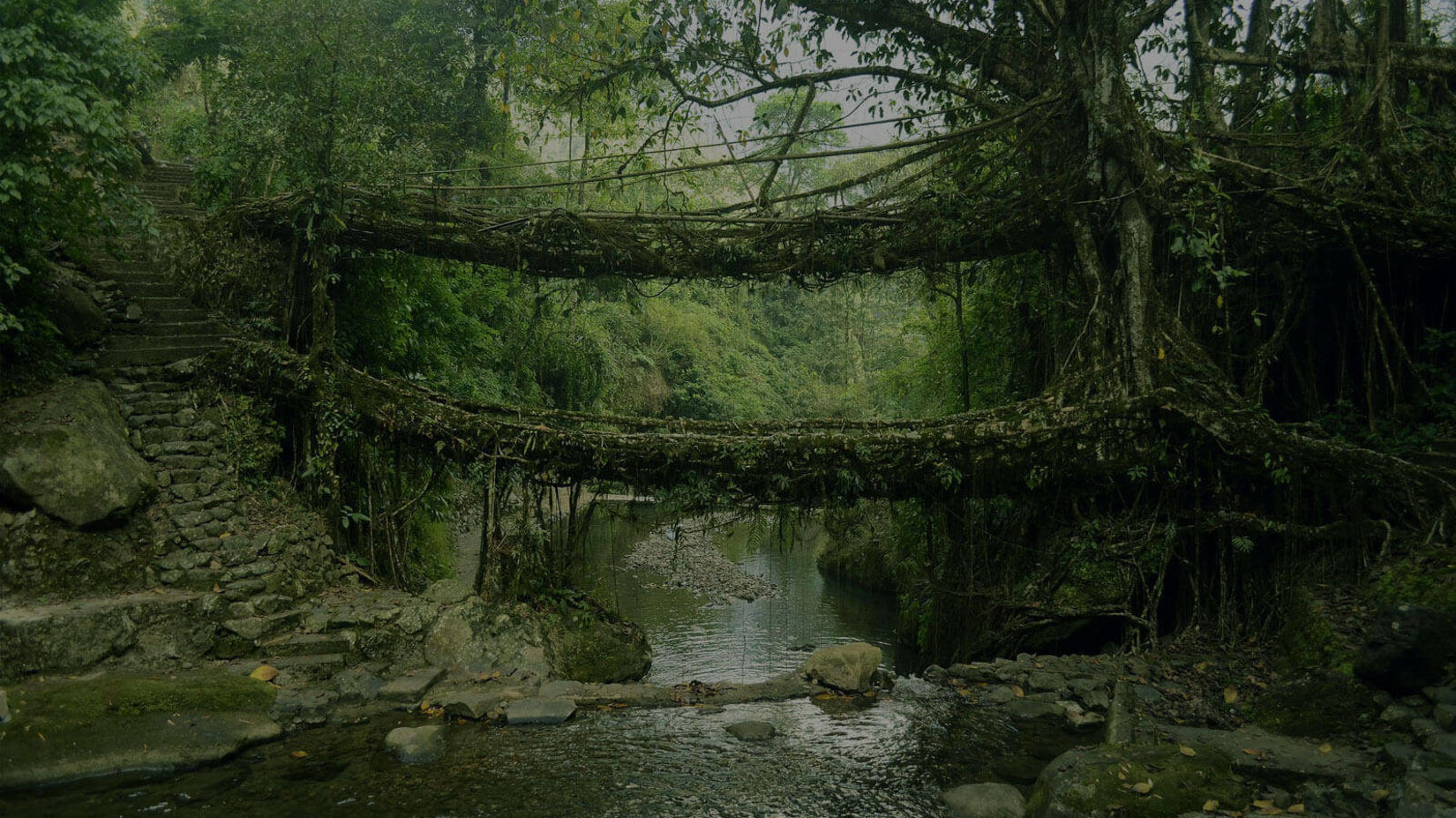 Living root bridge in shillong