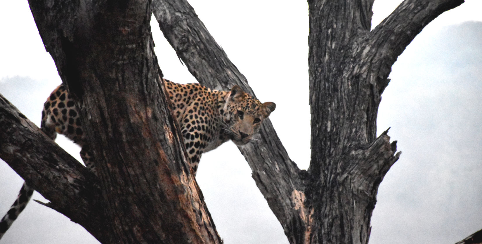 Jhalana Leopard Spotting Safari Package at Clarks Amer, Jaipur