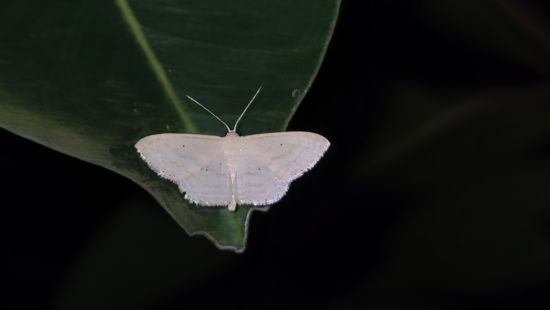 Aramness - A white moth perched on the tip of a leaf