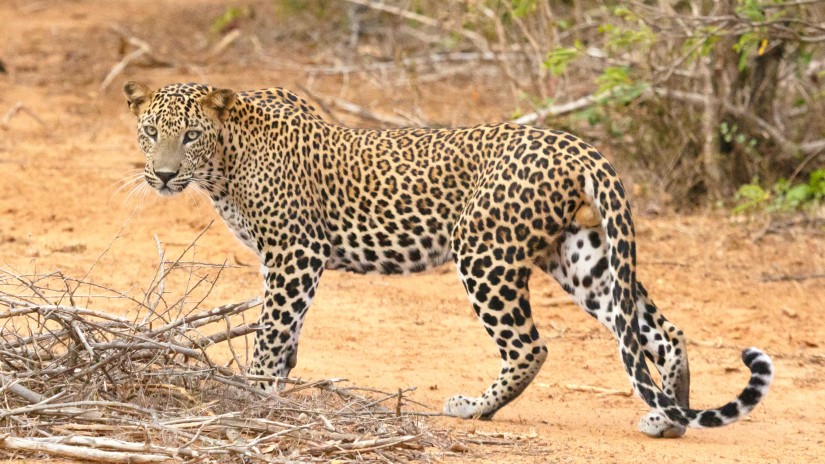 an asian leopard spotted in a Sri Lankan national park around dry bushes