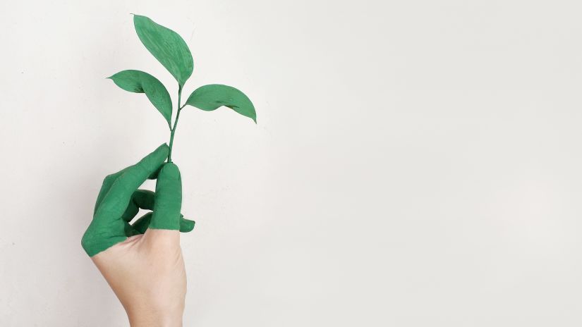 an image of a hand holding a tiny plant