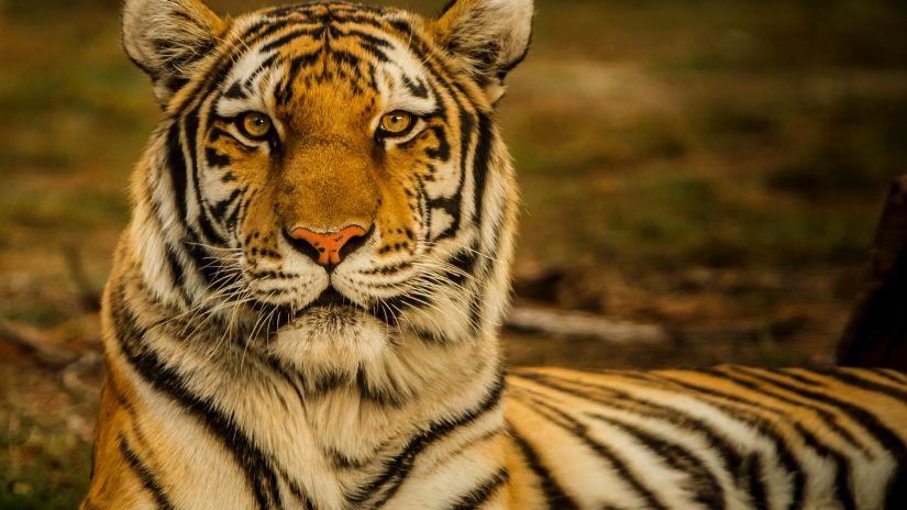 A front-view close-up shot of a royal bengal tiger 