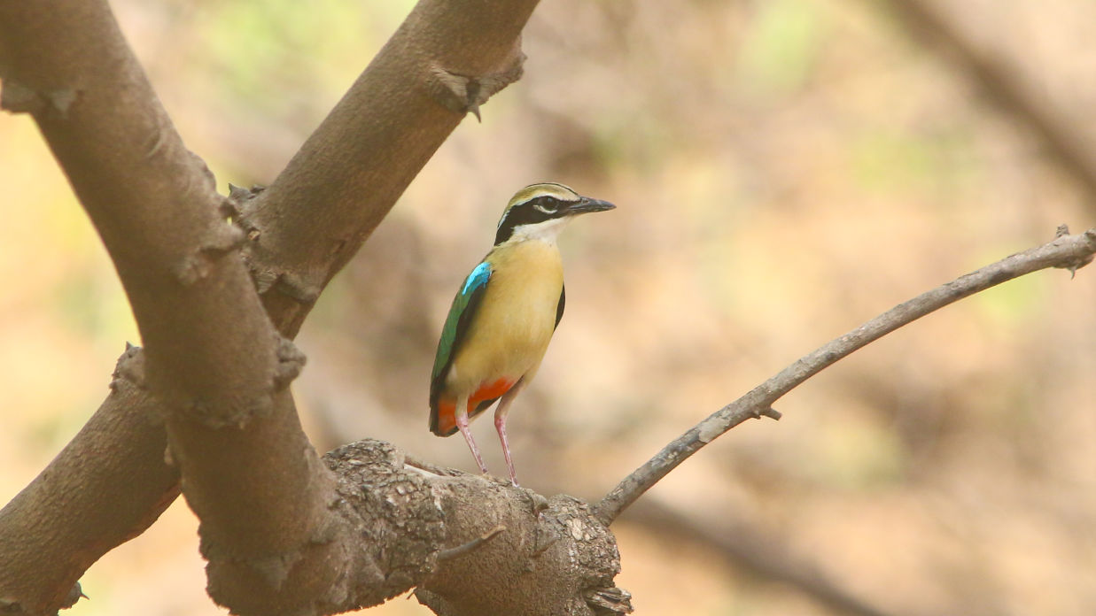 Indian Pitta sitting on a dense branch of tree