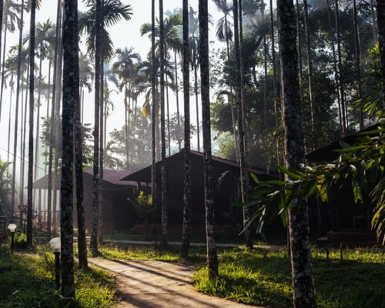 alt-text A path leading to a cabin among tall palm trees-Amanvana Spa Resort, Coorg - Luxury Resort