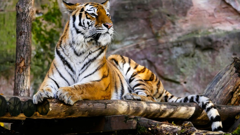 A tiger on top of a wooden structure