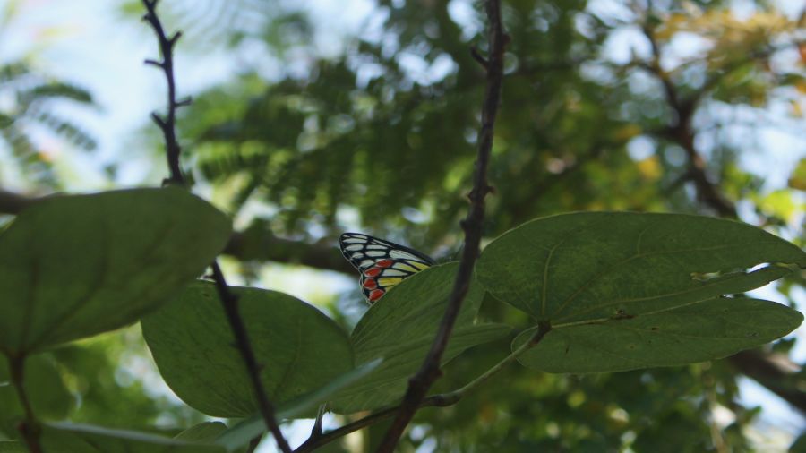 image of a butterfly sitting on a leaf of tree