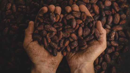 a person picking coffee beans in their palms