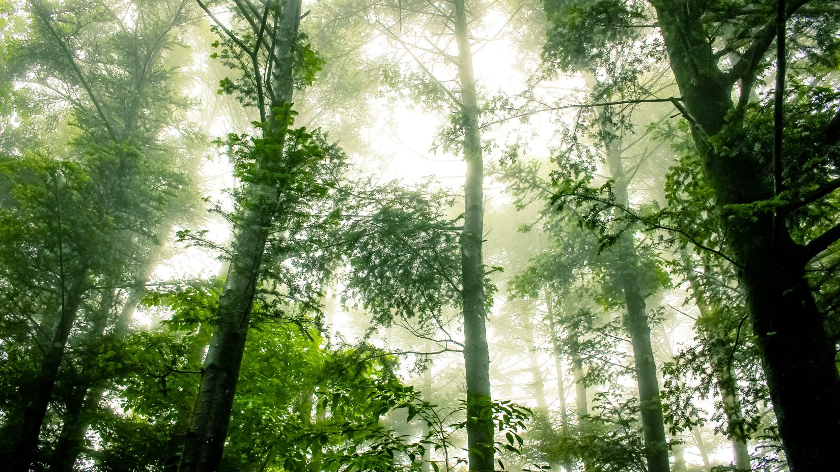 Tall, narrow trees hitting the morning light