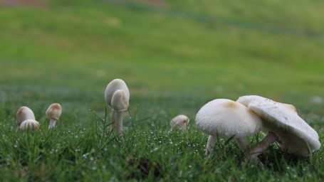 Mushrooms growing in a field