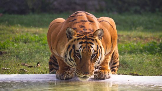 Tiger peacefully drinking water from the river 