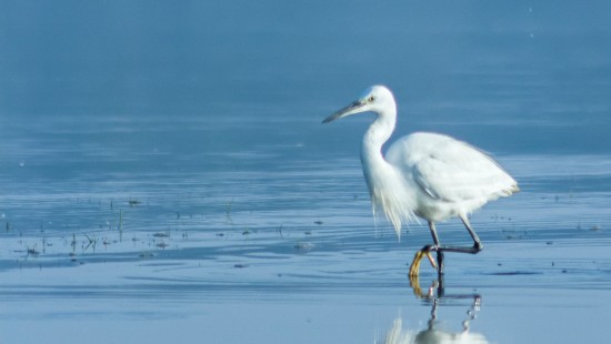 a white swan moving on water