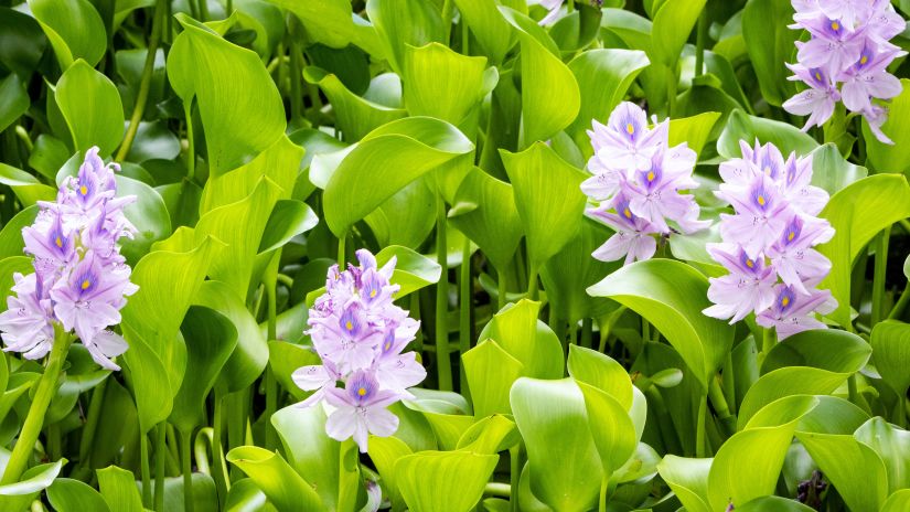 Water Hyacinths on a lake in full bloom