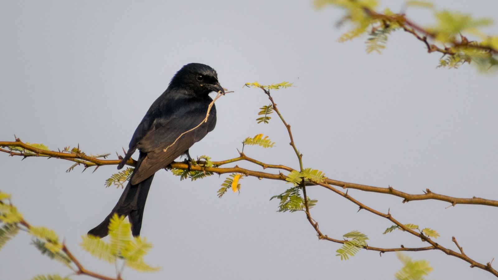 a Fork-tailed drongo sitting on a tree