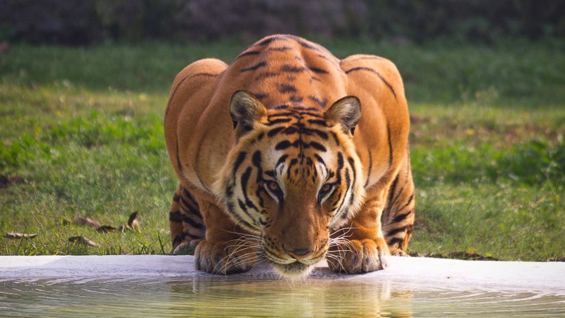 a tiger at a watering hole