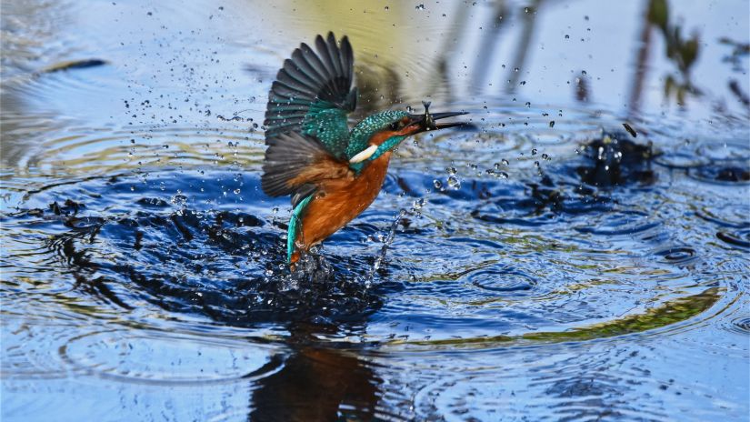 a kingfisher bird splashing the water