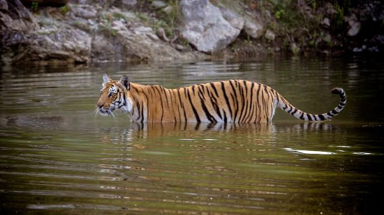 Tiger in corbett