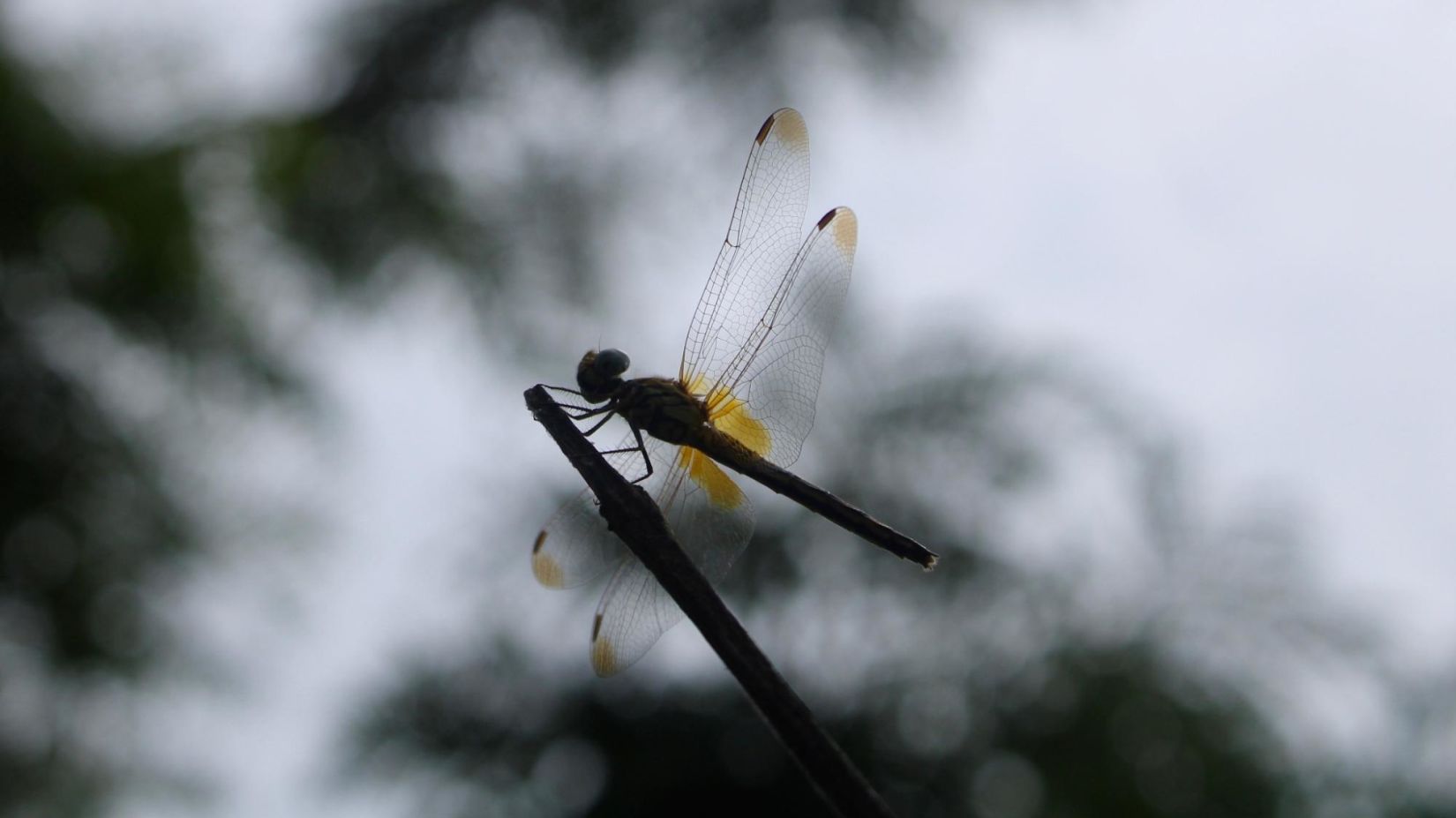 Image of a dragon fly