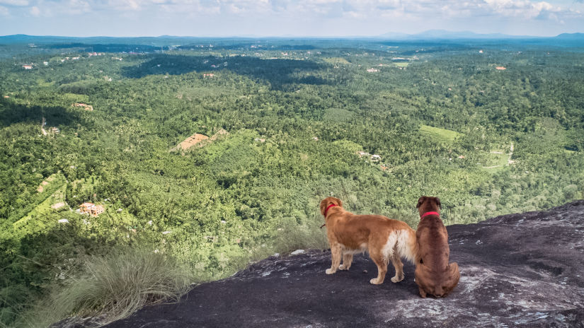 Dogs at Look Out Rock