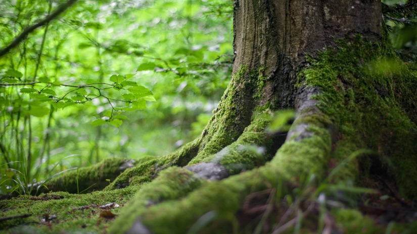 a moss-covered tree at Canopy Hills