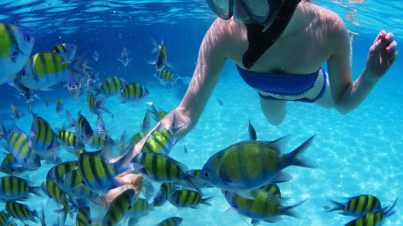 snorkeler with fish