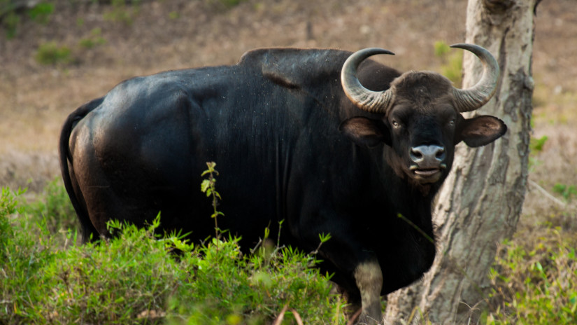 indian bison kerala wildlife sarovar hotels and resorts