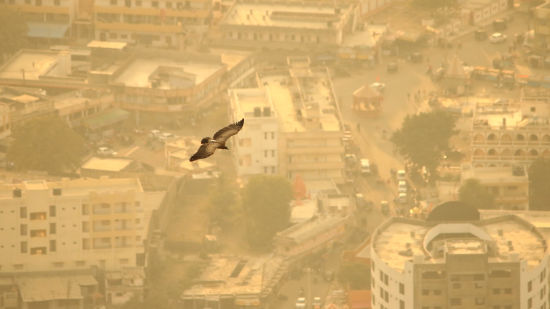 A vulture soaring over a city