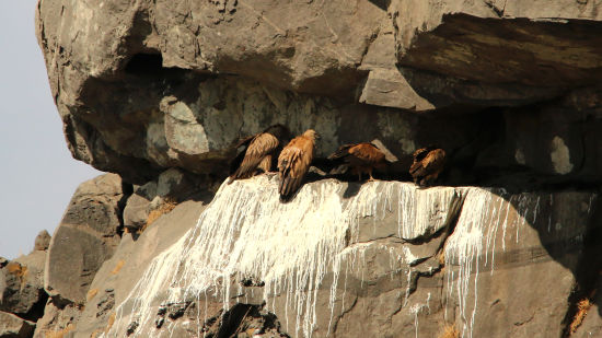 Aramness - A flock of vultures perched on a rocky terrain