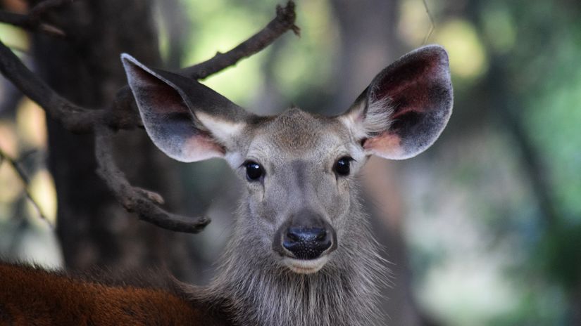 A close up shot of a deer with a tree in the background at ranthambore national park