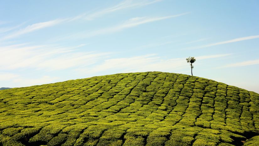 lush green hills in a tea/coffee estate