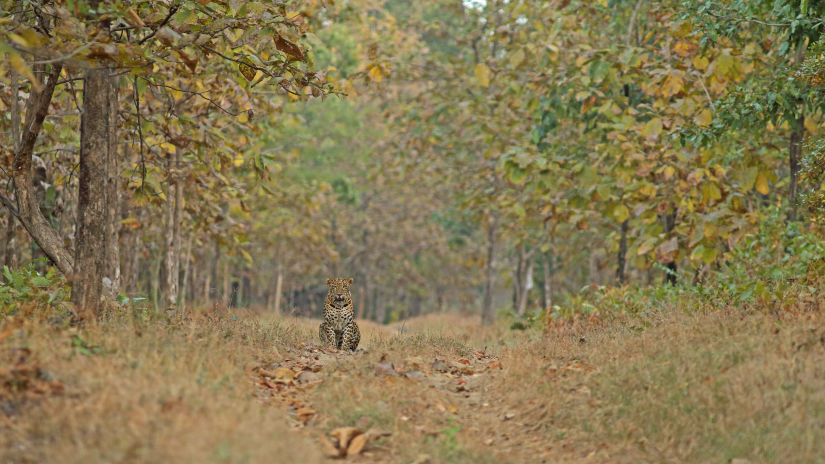 Safari at Satpura National Park, Satpura National Park Resorts, Satpura Resort, Jungle resorts in Madhya Pradesh, Forest resorts in Madhya Pradesh,  Wildlife resorts in Madhya Pradesh