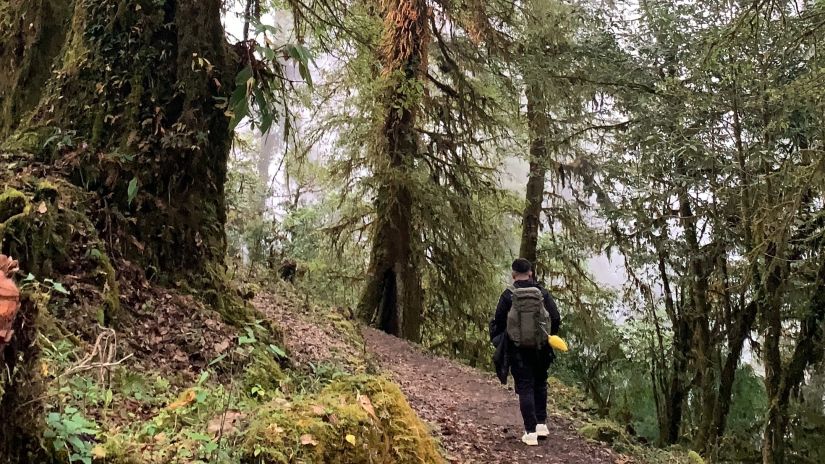 a person walking through a hiking trail in a jungle 