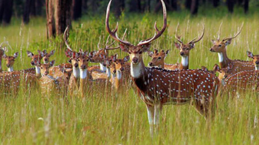 Ranthambore,Hotel Sarovar Portico Jaipur